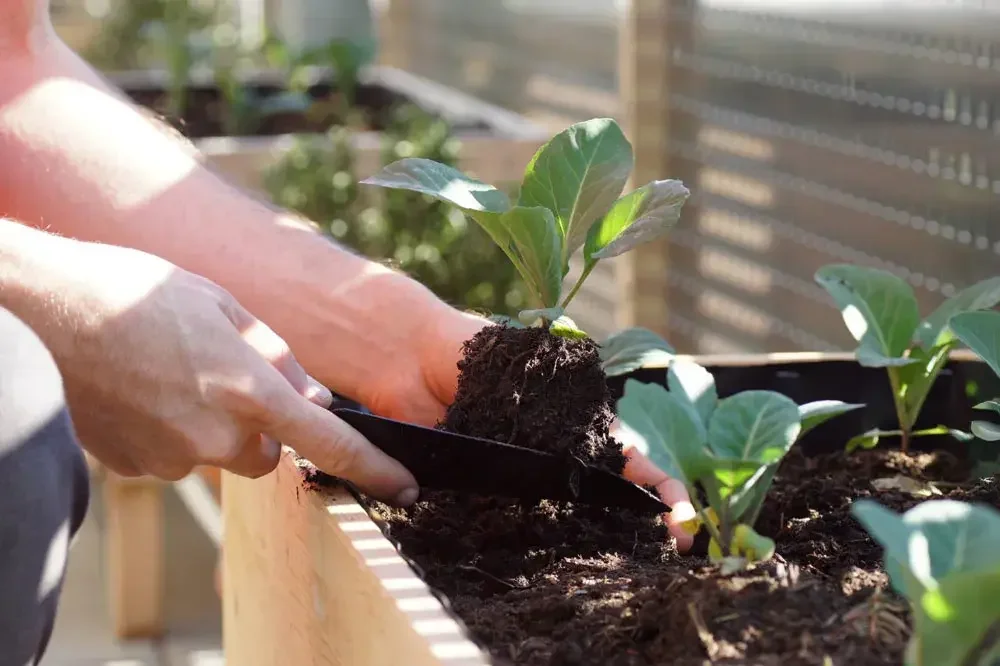 planter-les-choux-en-pot