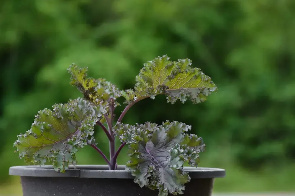 planter-les-choux-kale