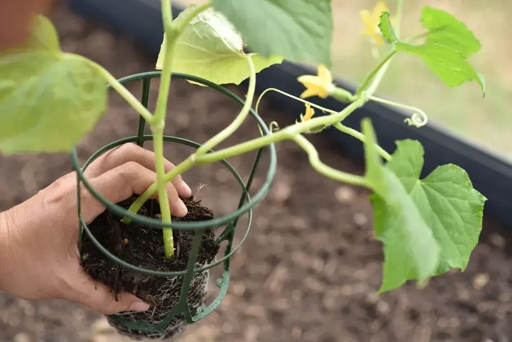 planter-les-concombres