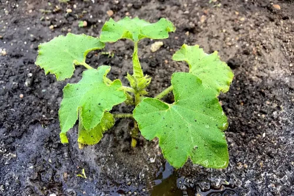 Plantation de jeunes plants de courges au potager