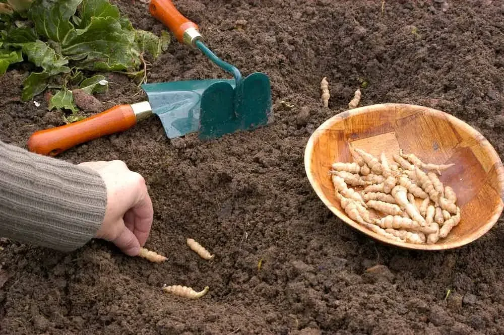Plantation de crosnes du Japon au potager