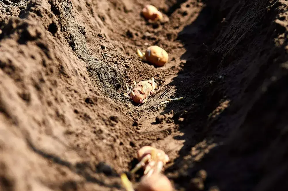 Plantation des pommes de terre au potager