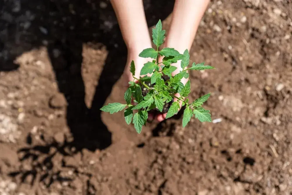 Plantation de jeunes plants de tomates au potager