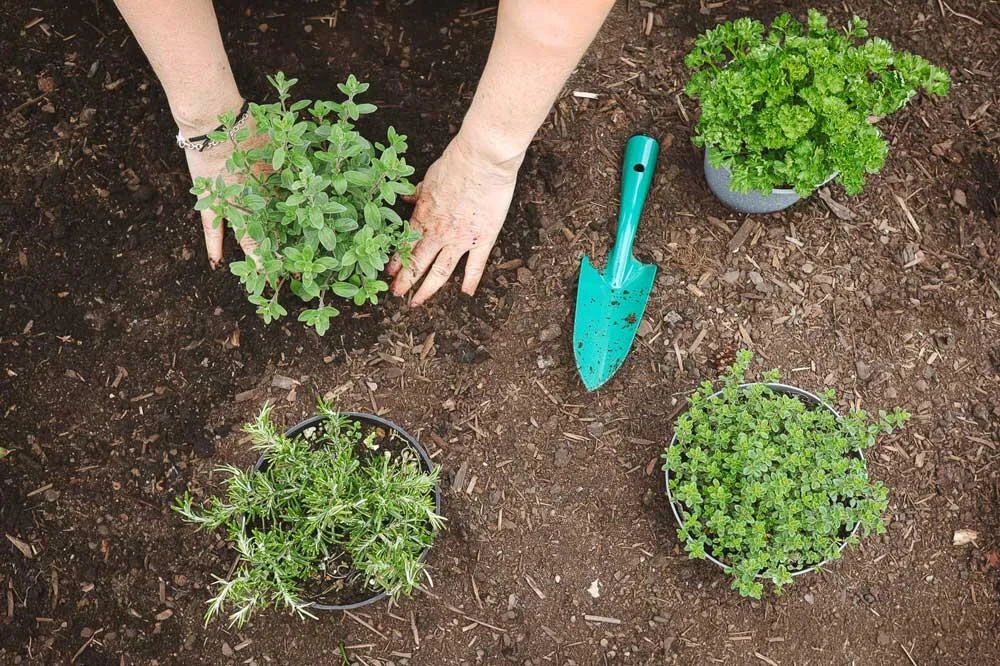 Plantation de marjolaine au jardin