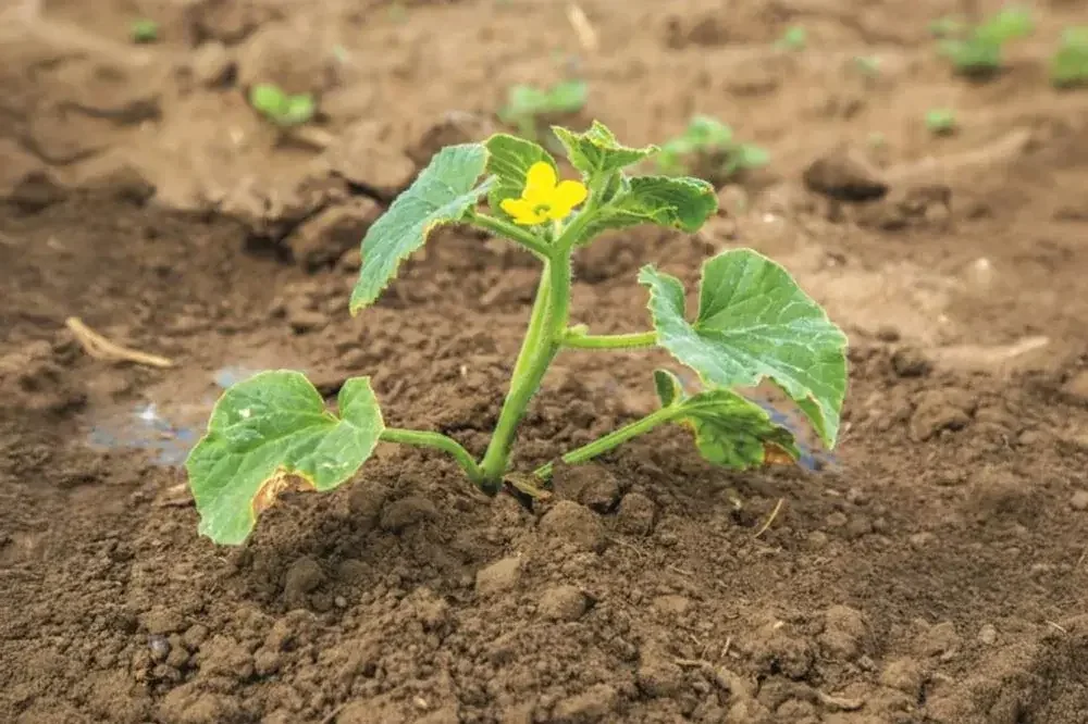 Plantation de jeunes melons au potager