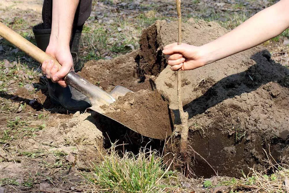 Plantation d’un mirabellier au jardin