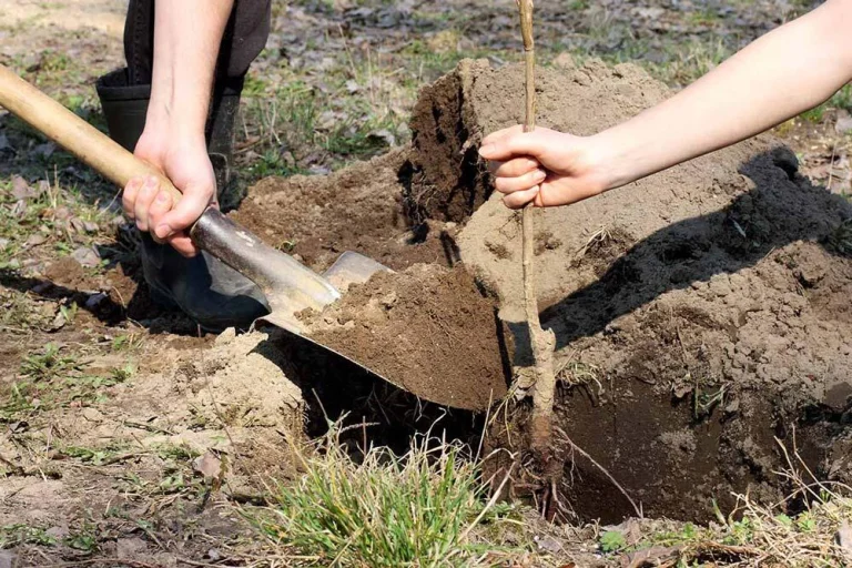 Plantation d’un mirabellier au jardin