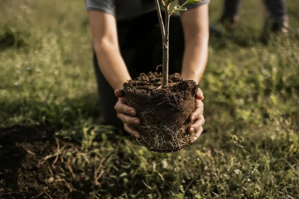 >Plantation d’un mûrier fruitier (Morus) au jardin