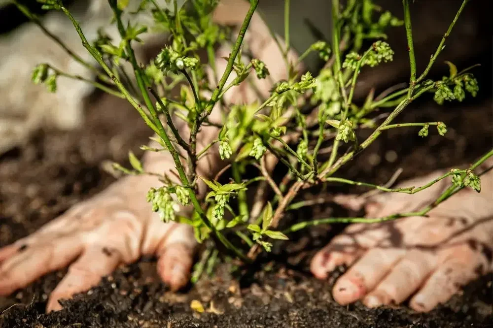 Plantation d’un myrtillier au jardin