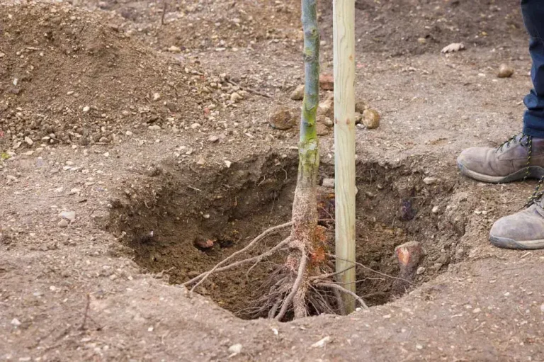 Plantation d’un jeune pêcher