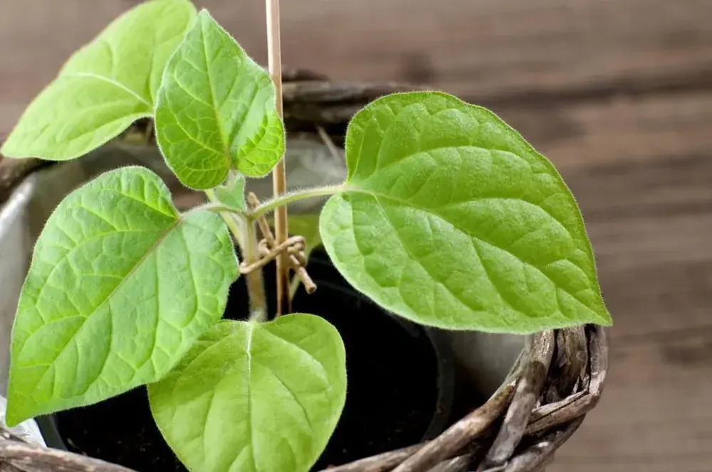 Culture du physalis en pot