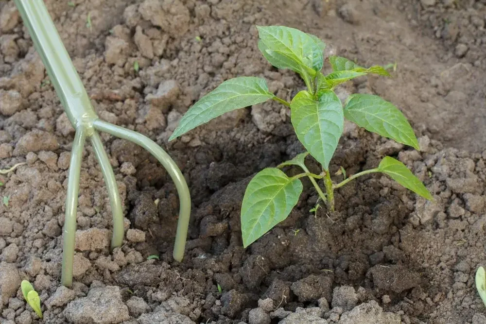 Plantation de jeunes plants de piment au potager