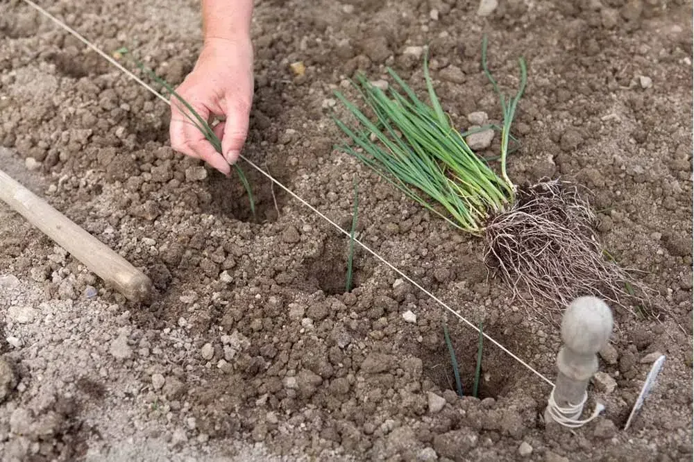 Plantation profonde des poireaux au potager