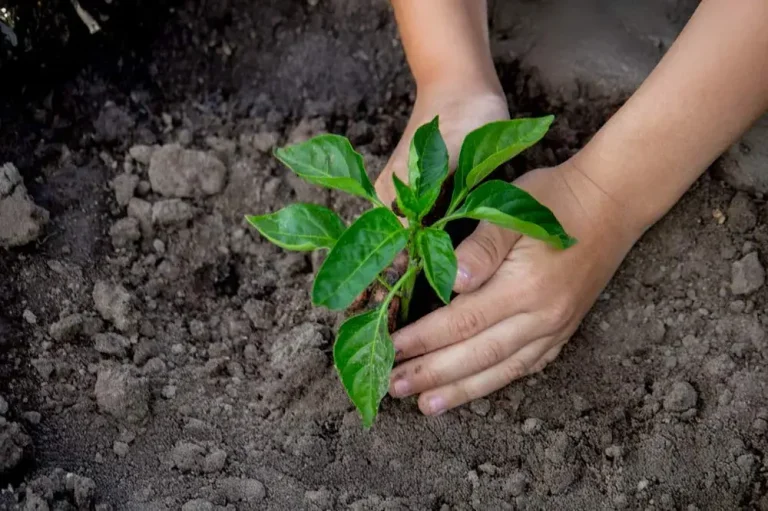 Plantation de jeunes plants de poivron au potager