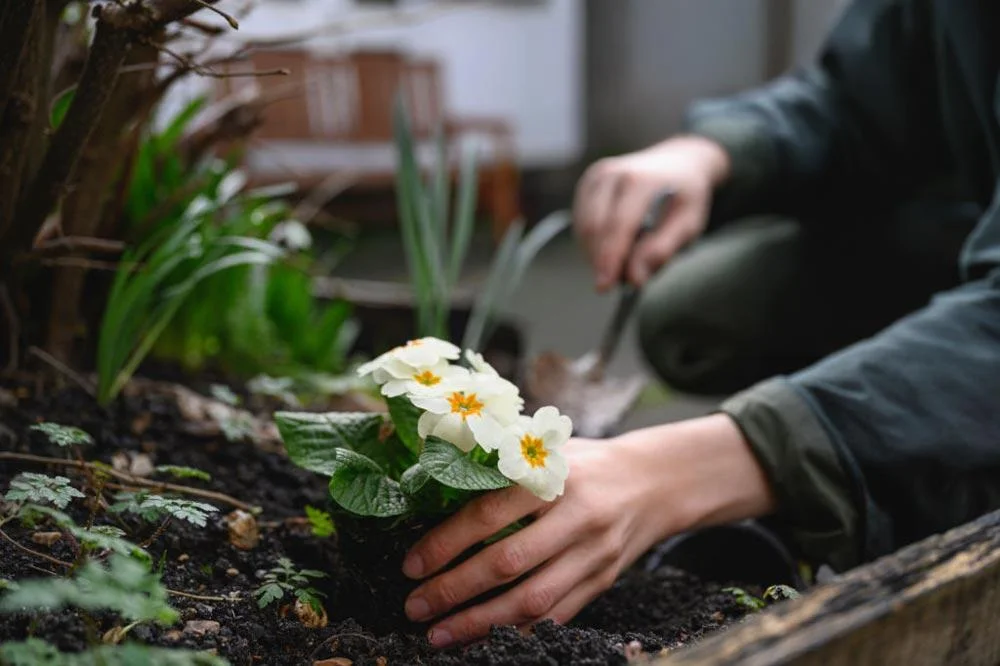 Plantation d’une primevère au jardin