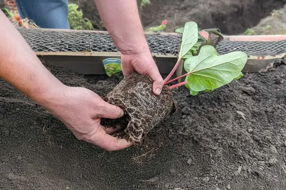 Plantation d’un pied de rhubarbe au jardin