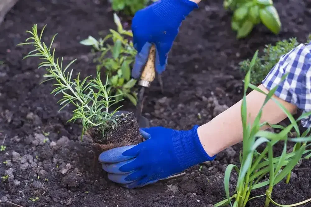 Plantation d’un pied de romarin au jardin
