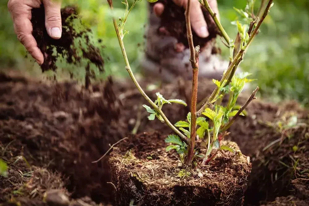 Plantation d’un mûrier ronce au jardin