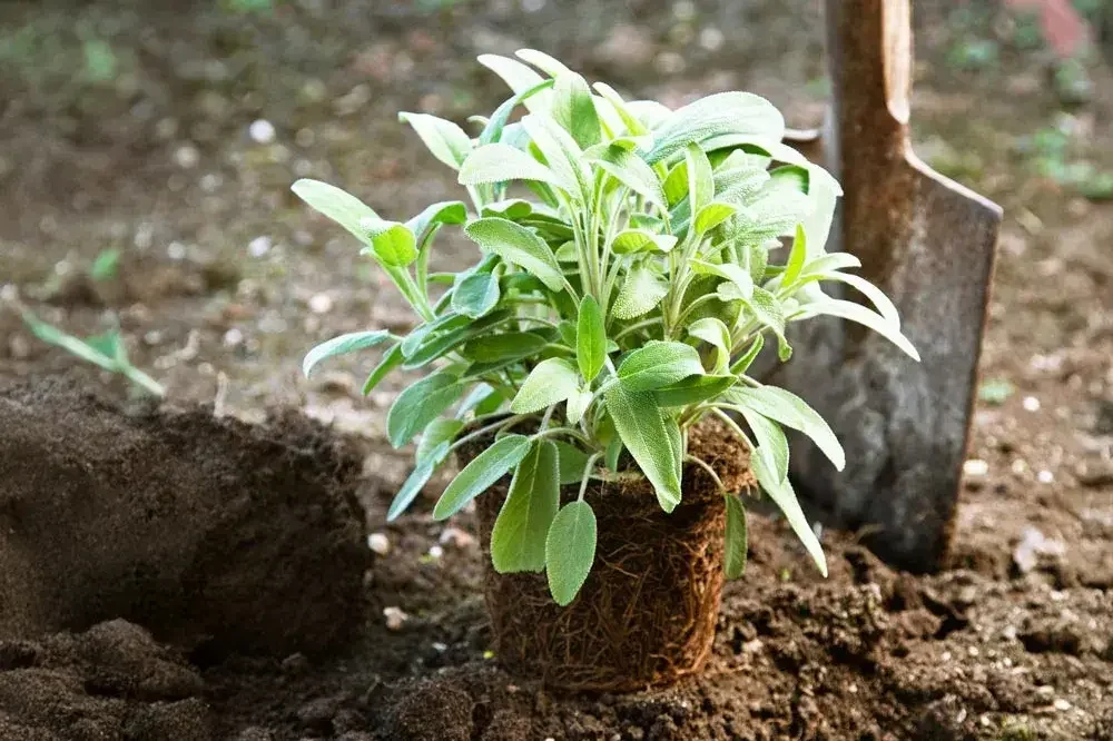 Plantation d’un pied de sauge au jardin