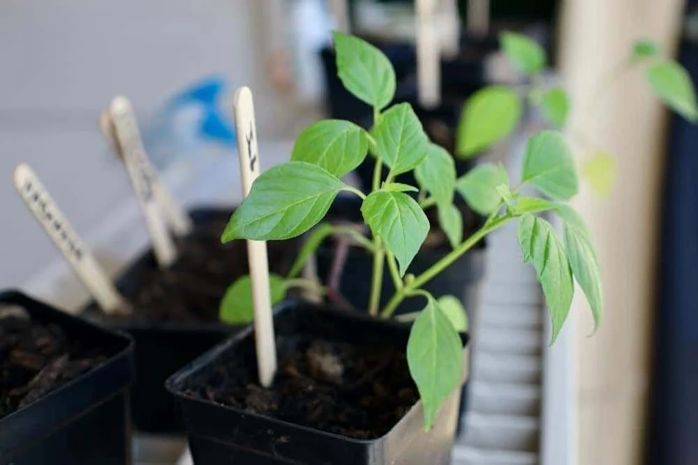 Plantation de jeunes plants de tomatillo