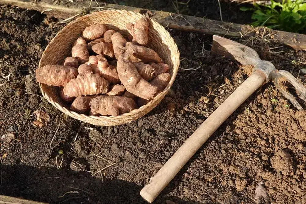 Plantation des tubercules de topinambour au potager
