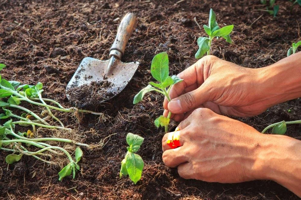 Plantation de jeunes plants de tournesol