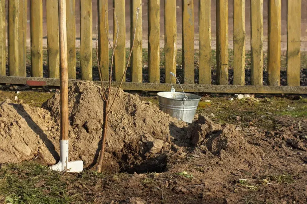 planter-un-cerisier