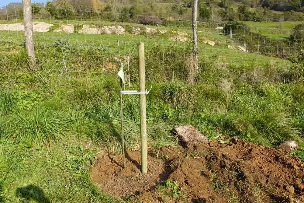 planter-un-chataigner
