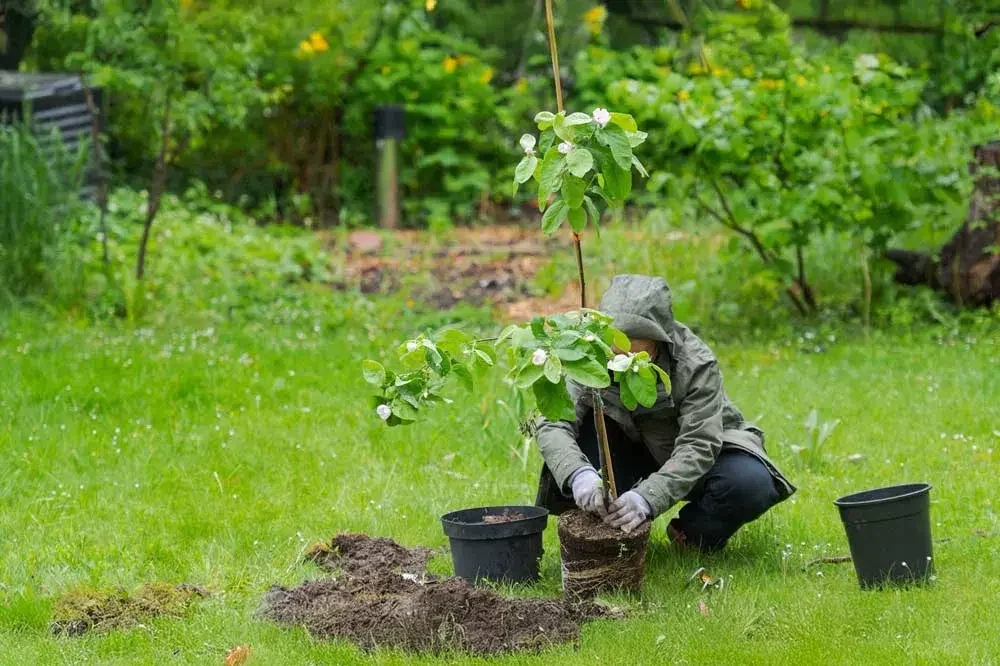 planter-un-cognassier