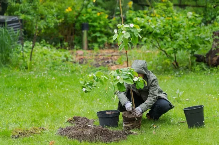 planter-un-cognassier