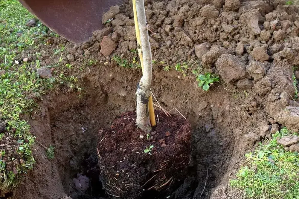 Plantation d’un plaqueminier (arbre à kaki) au jardin