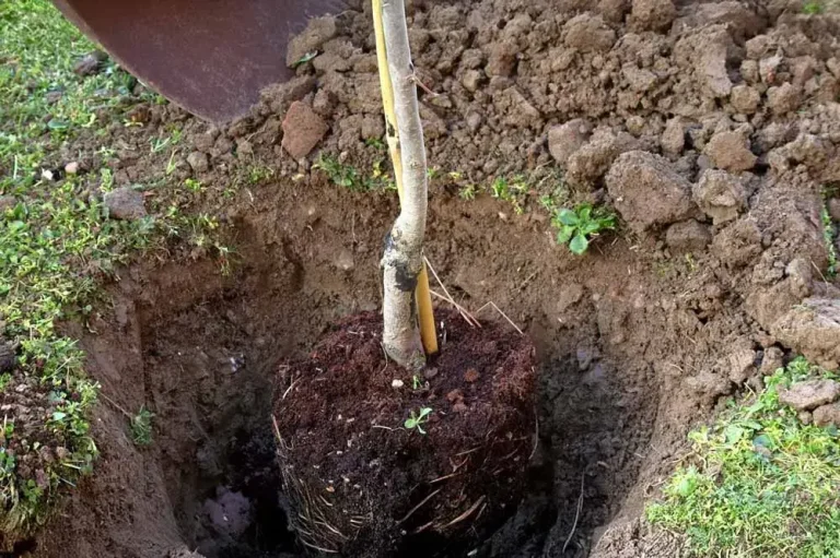 Plantation d’un plaqueminier (arbre à kaki) au jardin