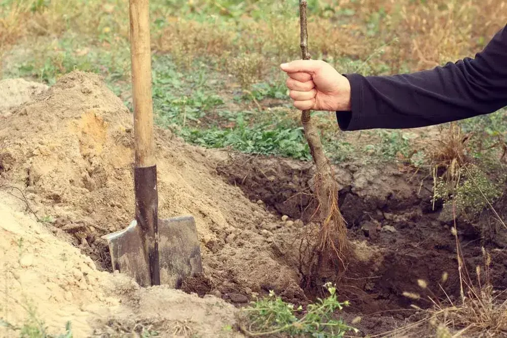 Plantation d’un prunier à racines nues