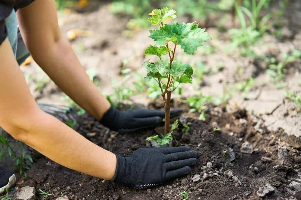 Plantation d’un jeune pied de vigne