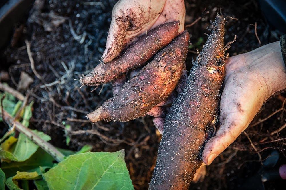 Poire de terre (yacon) : planter, cultiver, récolter