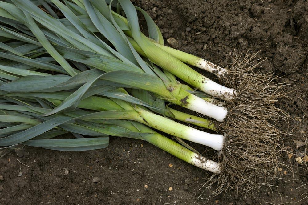 Poireau : semer, repiquer et récolter, au potager ou en pot
