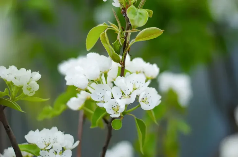 Floraison du poirier au printemps