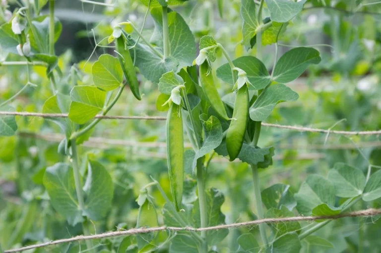 Pois mange-tout