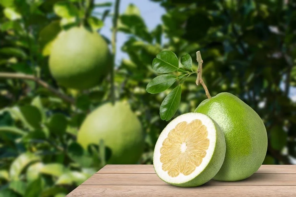 Récolte des pomelos à maturité