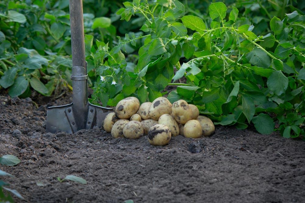 Planter, cultiver et récolter la pomme de terre