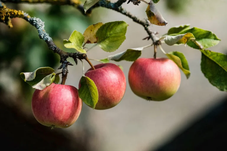 Pommier