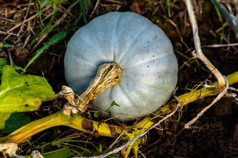 Potiron Bleu de Hongrie à la peau bleu-gris