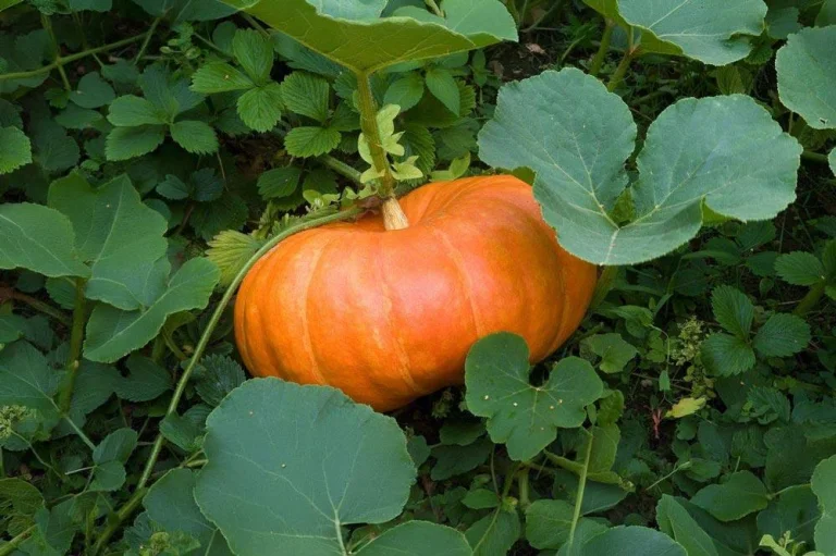 Potiron