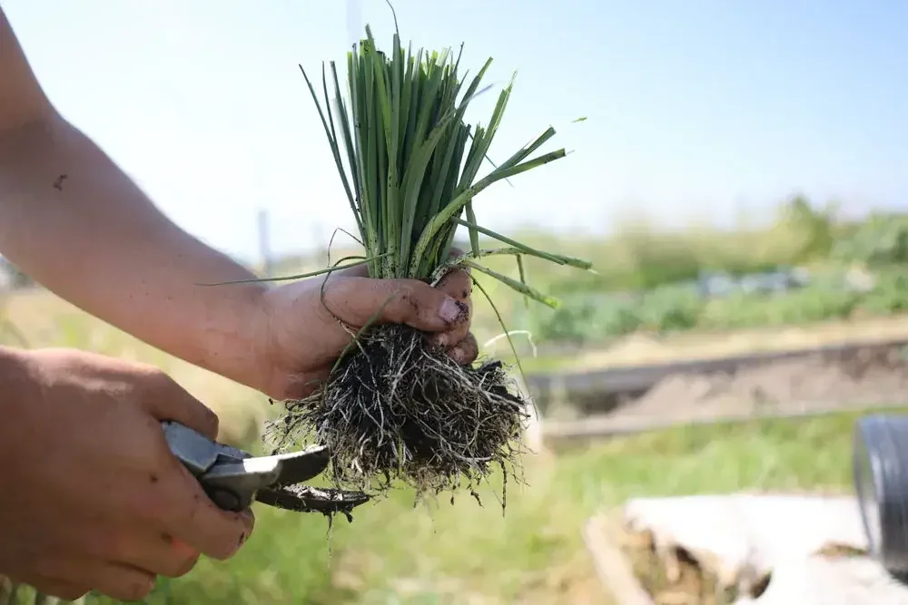 Habillage des plants de poireau avant plantation