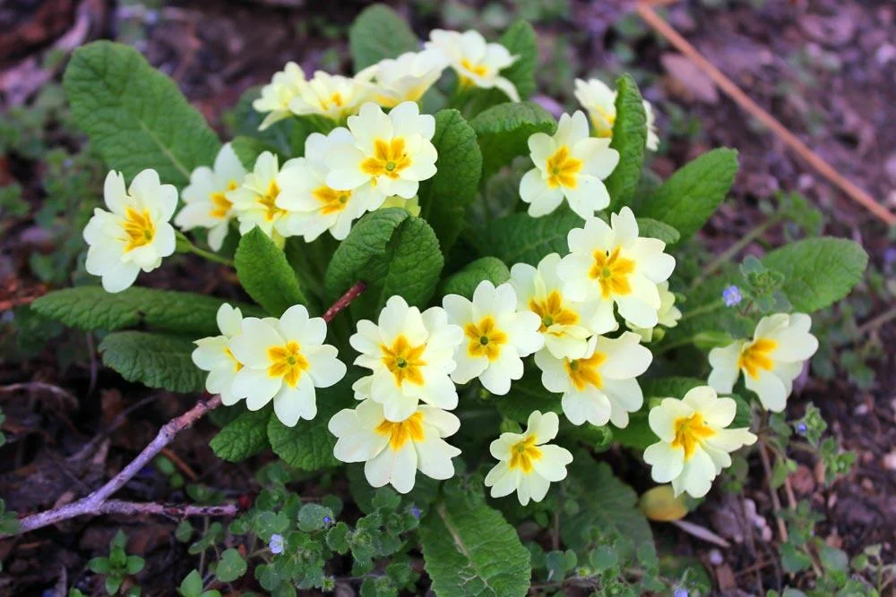 Primevère acaule (Primula vulgaris) en fleurs