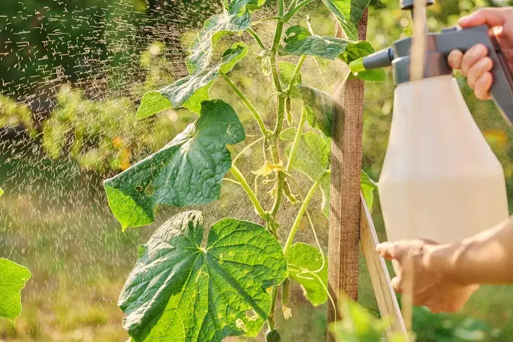 Problèmes de culture des cornichons au potager