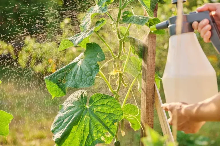 Problèmes de culture des cornichons au potager