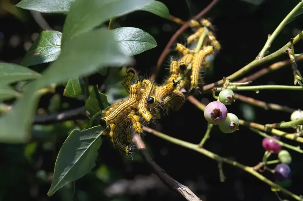 Chenilles sur les feuilles d’un myrtillier