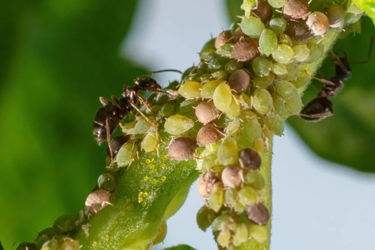 Pucerons sur un plant de gombo