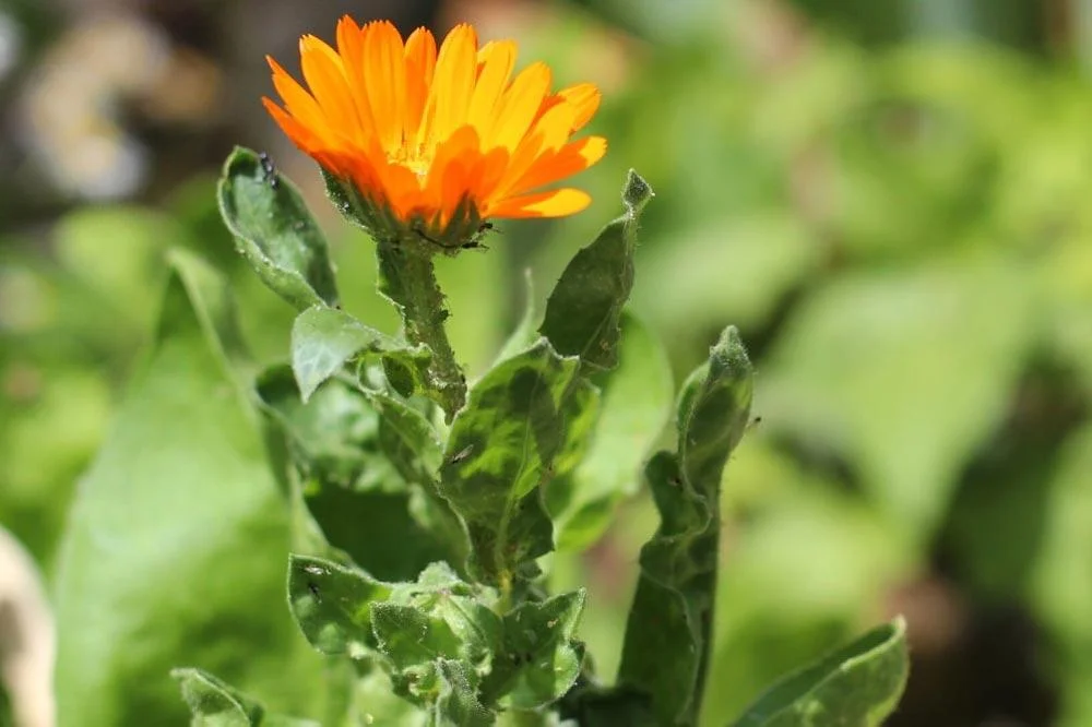 Pucerons sur un plant de souci